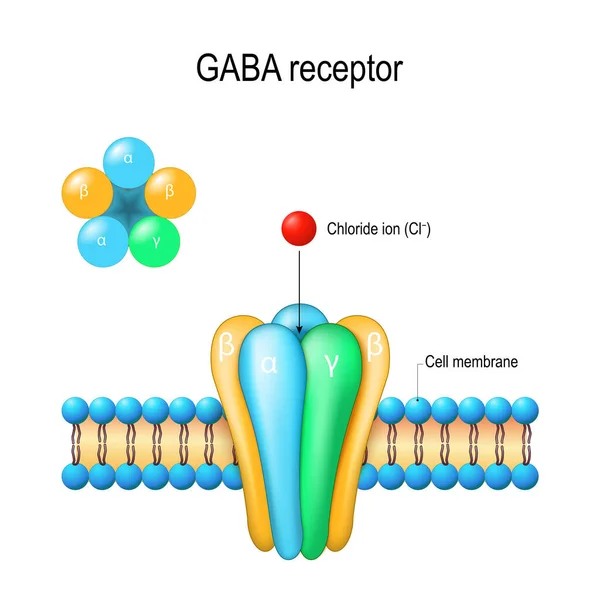 Gaba Receptor Iontový Kanál Řízený Ligandem Metabolické Receptory Neurotransmiter Centrálním — Stockový vektor