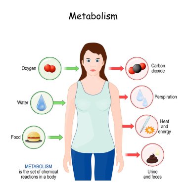Metabolizma, besinlerin enerjiye ve proteinlere dönüştürülmesi ve metabolik atıkların ortadan kaldırılması için vücuttaki kimyasal reaksiyonlar kümesidir. Tıbbi ve eğitici kullanım için vektör illüstrasyonu