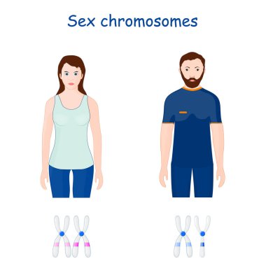 Sex chromosomes (X and Y chromosome). Allosomes. reproduction and human fertilization. In females are XX, in males are XY chromosomes. Male's sperm determines the sex of a child clipart