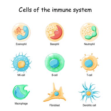Cells of the immune system. White blood cells or leukocytes: Eosinophil, Neutrophil, Basophil, Macrophage, Fibroblast, and Dendritic cell. Vector diagram clipart
