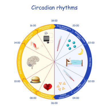 Circadian ritimleri. Gündüz ve gece döngüsü. melatonin ve kortizol dengesi. İnsan biyolojik saati ve günlük aktiviteler. Hormonlar serbest kalır. Uyanma ve uyku çizelgesi. Vektör illüstrasyonu