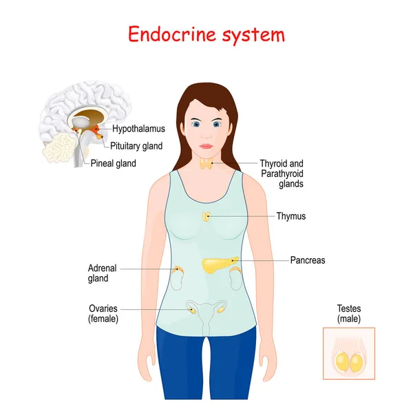 Endokrines System Menschliche Anatomie Weibliche Silhouette Mit Hervorgehobenen Inneren Organen — Stockvektor