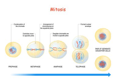 mitosis. cell division stages from Interphase, Prophase, and Prometaphase to Metaphase, Anaphase, and Telophase. Process of multiplication. Vector illustration clipart
