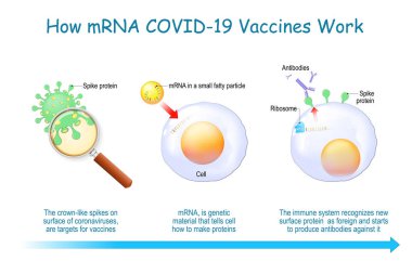 MRNA aşıları nasıl çalışıyor? COVID-19. Salgın hastalıklar, farklı hastalıklar için antijenler ve antikorlar üretmek üzere bir hücreye RNA taşıyacak yeni bir yol için mRNA teknolojisinin gelişmesine neden oldu..