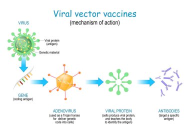 Viral vector vaccines. Vaccine use a safe virus (as a Trojan horses) to insert pathogen genes in the cell to produce specific antigens and stimulate an immune response. mechanism of action for SARS-CoV-2, and different infectious diseases. COVID-19.  clipart