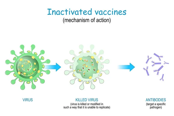 Inaktiverade Vacciner Vaccinanvändning Avlivade Eller Modifierade Virus Som Inte Kan — Stock vektor