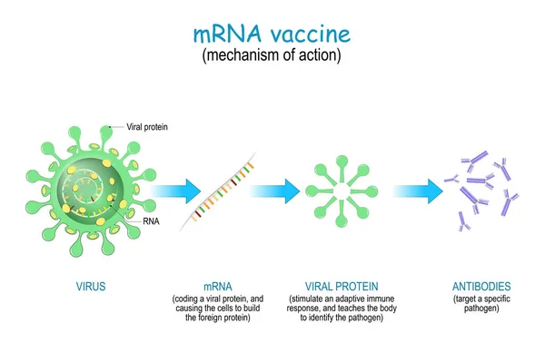 Rnaワクチンの作用機序 Govd 感染症は 異なる疾患の抗原や抗体を作るために細胞にメッセンジャーRnaを送達する新しい方法のMrna技術の開発を引き起こした — ストックベクタ