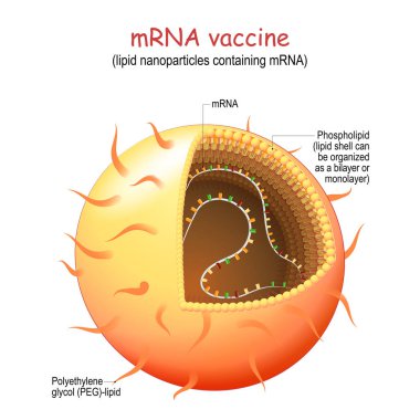mRNA, or RNA vaccine. lipid nanoparticles (LNP) are novel pharmaceutical drug delivery system for produce an immune response for Viral Infection, or cancer immunotherapies. causing the cells to build the foreign protein that would normally be produce clipart