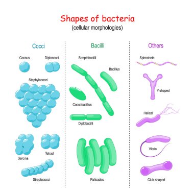 Bakteri şekilleri. Hücresel morfolojiler: Bacilli, Cocci, Diğerleri (Vibrio, Helical, Y-biçimli, Spirochete, Club biçimli).