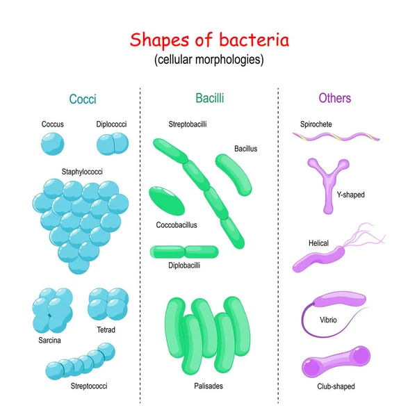 Bakteri şekilleri. Hücresel morfolojiler: Bacilli, Cocci, Diğerleri (Vibrio, Helical, Y-biçimli, Spirochete, Club biçimli).