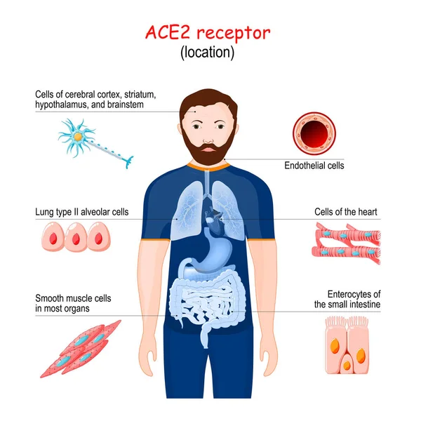 Locația Receptorului Ace2 2019 Ncov Angiotensina Enzima Conversie — Vector de stoc