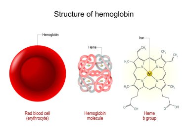 Hemoglobin yapısı. Kırmızı kan hücresi, hemoglobin molekülü ve bir heme b grubunun yapısal formülü. Vektör illüstrasyonu