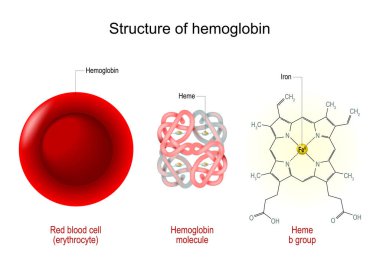 Structure of hemoglobin. Red blood cell, hemoglobin molecule, and structural formula of a Heme b-group. Vector illustration clipart