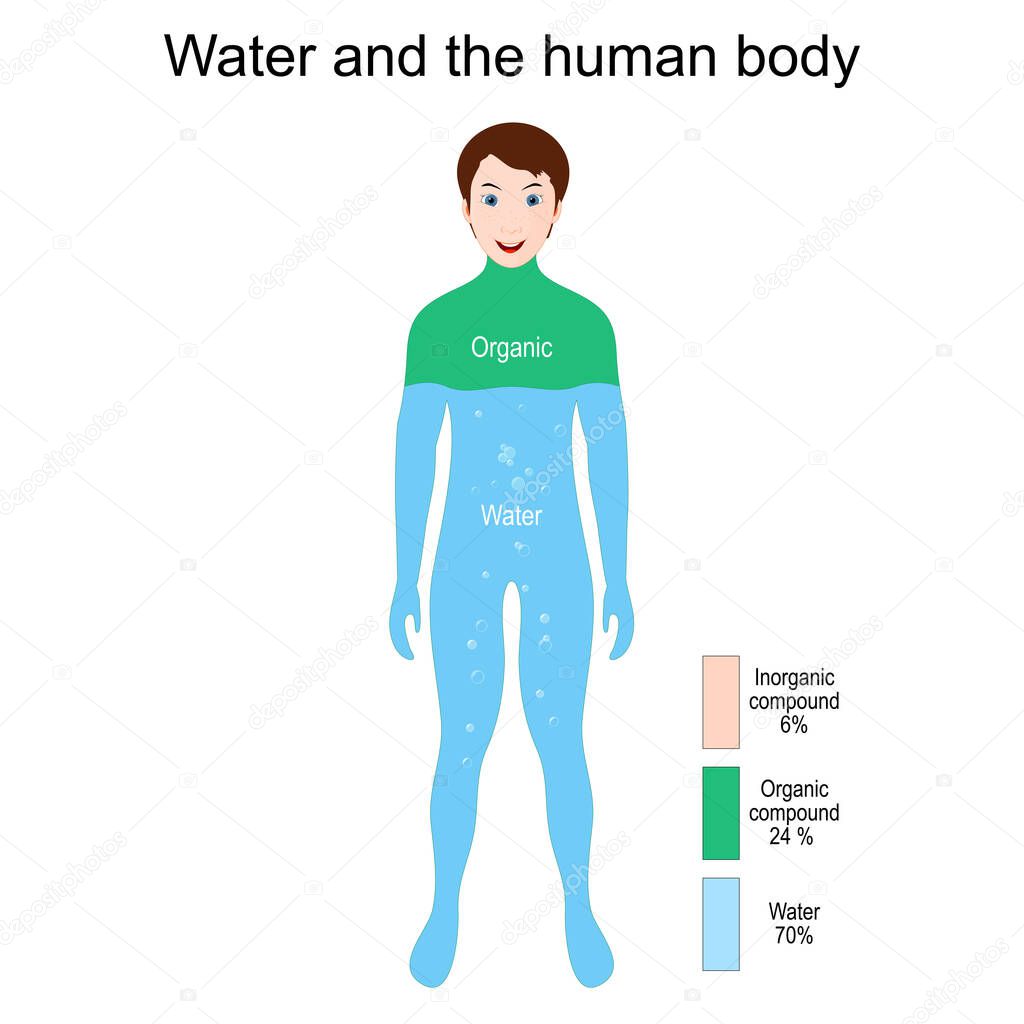 Human Body, Water, Organic and Inorganic Elements. Percentage. Vector illustration for education
