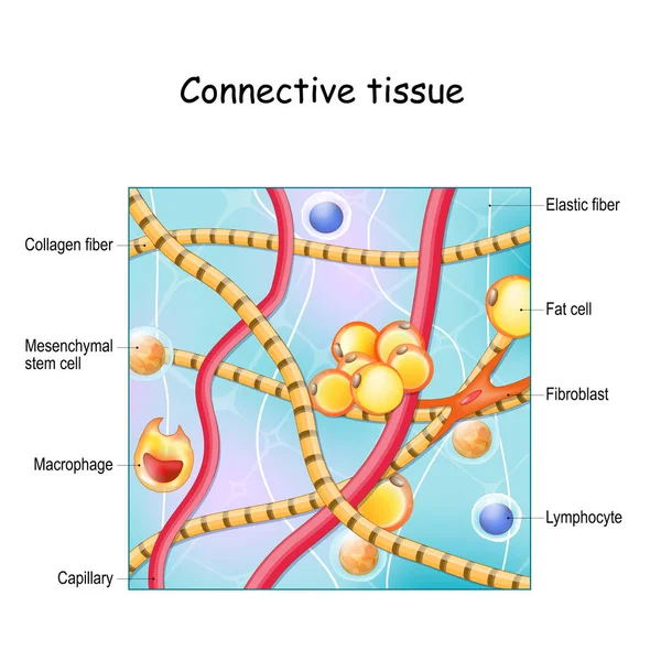 结缔组织 结构和解剖 细胞外基质 弹性和胶原纤维 血管和细胞 淋巴细胞 成纤维细胞 间充质干细胞和巨噬细胞 矢量说明 — 图库矢量图片