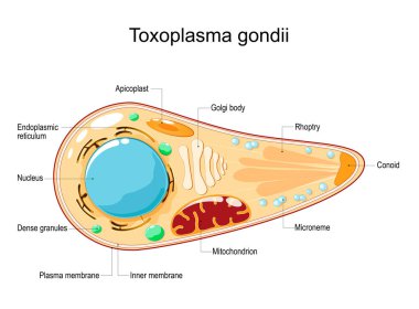 Zehirli madde gondii. Hücre yapısı ve anatomisi. Vektör çizimi. Düz stil. Toksoplazma, toksoplazmoz hastalığına neden olan hücreler arası, parazit protozoadır.
