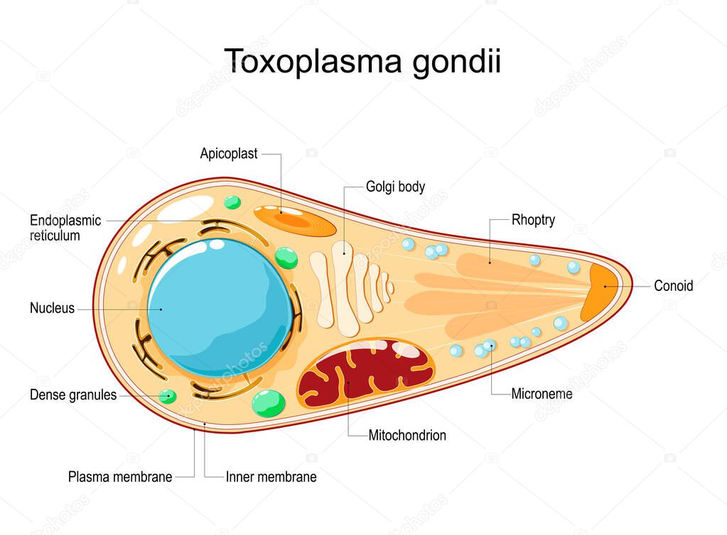Toxoplasma gondii. Cell Structure and anatomy. Vector illustration. flat style. Toxoplasma is an obligate intracellular, parasitic protozoan that causes the disease toxoplasmosis