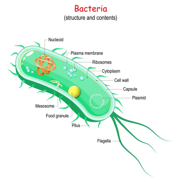 Bacterial Cell Structure Anatomy Vector Illustration — ストックベクタ