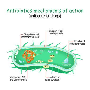Antibiotics mechanisms of action. antibacterial drugs. From Disruption of cell membrane, and cell wall to Inhibition of RNA and DNA synthesis, protein synthesis, and folate synthesis. Vector illustration. Medical poster