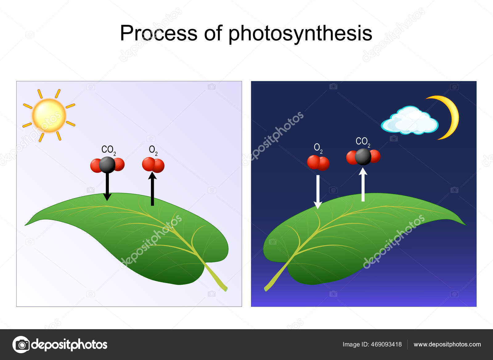 Photosynthesis Process Leaf Plant Day Night Diagram Photosynthesis