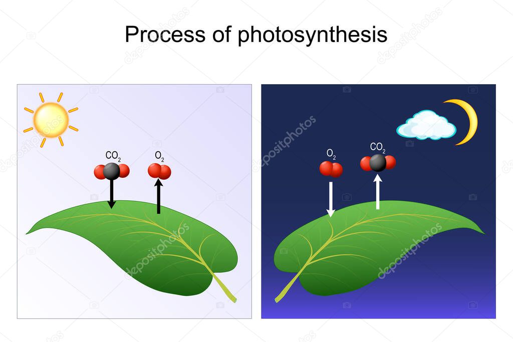 photosynthesis process. leaf of plant. day and night. Diagram for Photosynthesis explanation. chart of biology. posters for education and science use. vector illustration