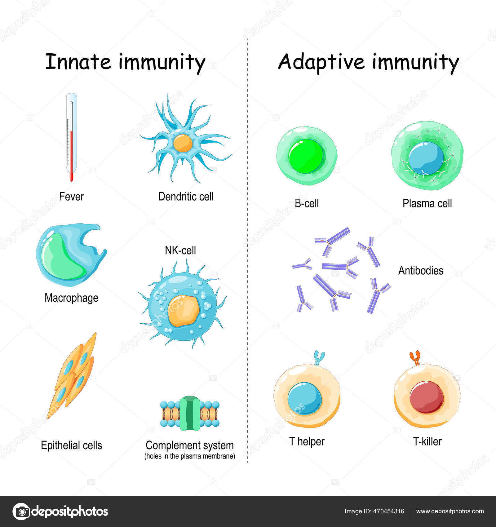 Innate Immunity Fever Complement System Protein Holes Plasma Membrane