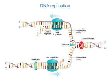 DNA kopyası. Okazaki parçaları, Topoizomeraz, Helicase, DNA Polimeraz, DNA ligaz ve RNA. Vektör çizimi. Bilim ve eğitim afişi
