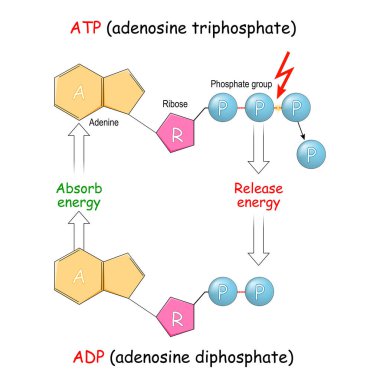 ATP ve ADP. Adenozin difosfat ve adenozin trifosfat. Enerjiyi içine çek ve hücreye boşalt. Vektör çizimi. Eğitim ve bilim afişi