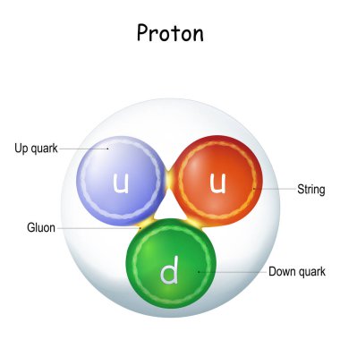 Yapısı gluon. 
