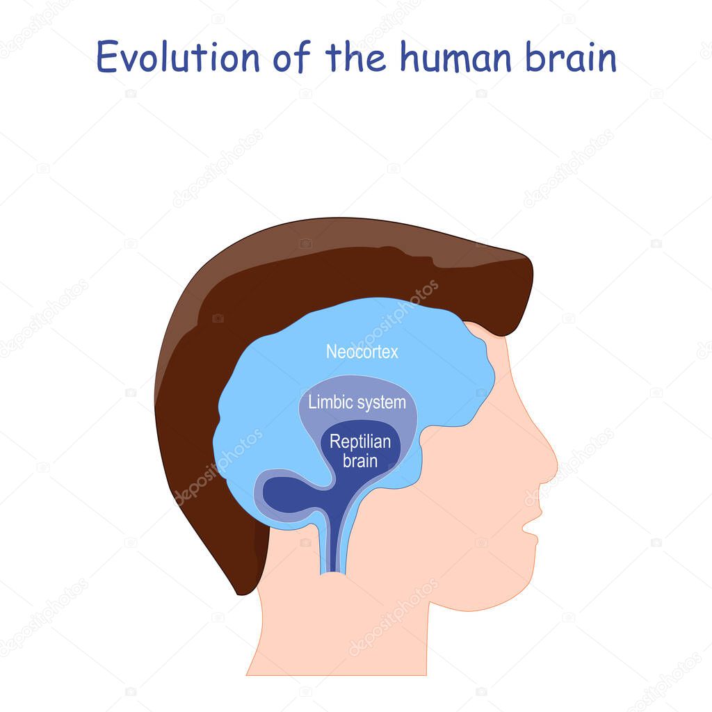 Evolution of the human brain. From Reptilian brain to Limbic system and Neocortex. Human's head and brain. Vector illustration