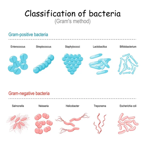 Baktériumok Osztályozása Nagyi Módszere Gram Negatív Gram Pozitív Baktériumok Vektorillusztráció — Stock Vector