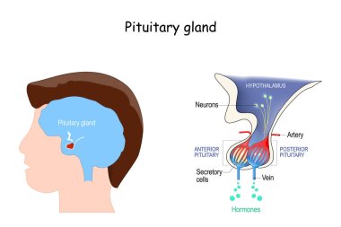 Pituitary gland anatomy. Hormones. location of hypophysis. vector illustration. diagram for education. medical poster about human's brain and endocrine system clipart