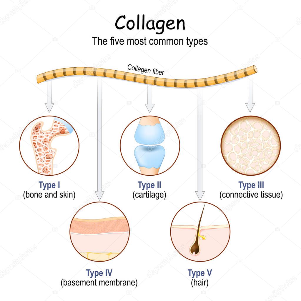 Collagen fibers. The five most common types of collagen protein. Vector