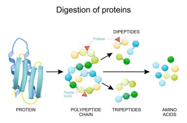 Protein sindirimi. Enzimler (protezler ve peptidizler), proteini daha küçük peptit zincirlerine ve kana karışan tek amino asitlere ayıran sindirim sistemidir..