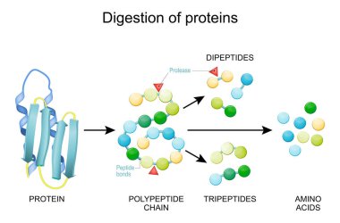 Protein Digestion. Enzymes (proteases and peptidases) are digestion breaks the protein into smaller peptide chains and into single amino acids, which are absorbed into the blood. clipart