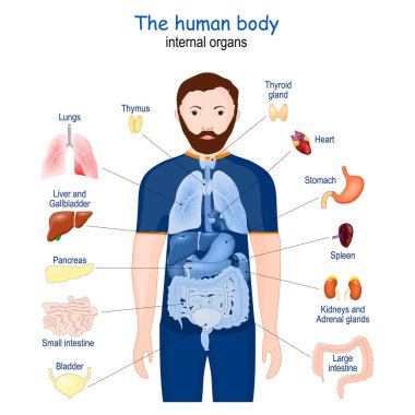 İnsan vücudu. İç organlar. Diyagram. İnsan anatomisi hakkında bilgi içeren bir poster. simgeler ve tanımlar vektör illüstrasyonu