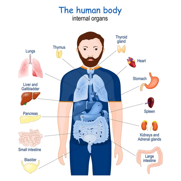 Human Body Internal Organs Diagram Poster Infographic Human Anatomy Icons — Stock Vector