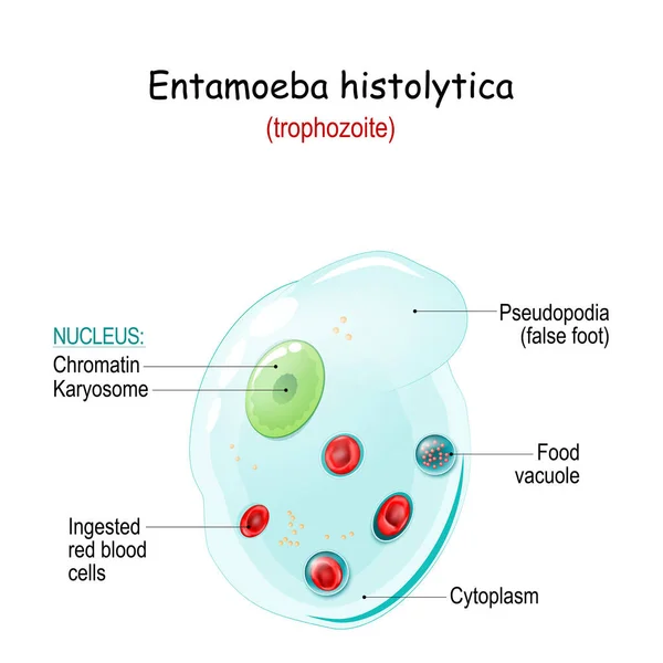 Entamoeba Histolytica 类人猿的解剖 Entamoeba是一种厌氧寄生虫病 造成肠道 胃肠道 肝脏和其他内脏器官感染 单细胞生物的结构 — 图库矢量图片