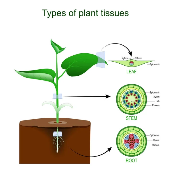 植物組織の種類 植物体の解剖学 緑色の植物の根 葉の断面 ベクトルイラスト 教育と生物学のポスター — ストックベクタ