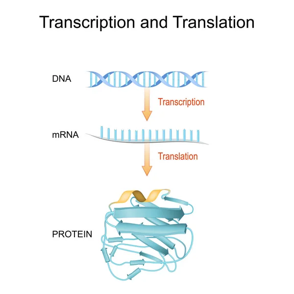 Adn Arn Arnm Síntesis Proteínas Diferencia Entre Transcripción Traducción Funciones — Archivo Imágenes Vectoriales