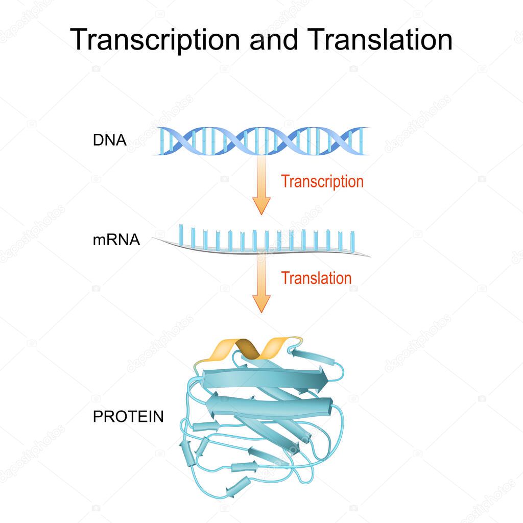 DNA, RNA, mRNA and Protein synthesis. Difference between Transcription and Translation. Biological functions of DNA. Genes and genomes. Genetic code. 