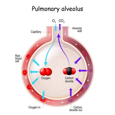 Alveolus Gas Exchange. Anatomy of Pulmonary alveolus. Oxygen And Carbon Dioxide, inhale and exhale clipart