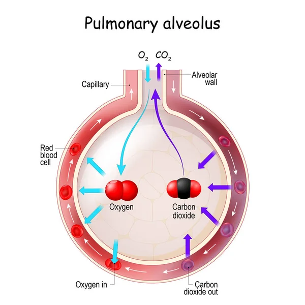 Alveolus Gas Exchange Anatomy Pulmonary Alveolus Oxygen Carbon Dioxide Inhale — Vetor de Stock