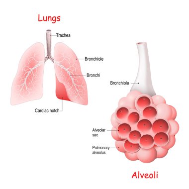 Pulmoner alveolus. Akciğerlerinde alveoller, soluk borusu ve bronşiol var. Vektör illüstrasyonu