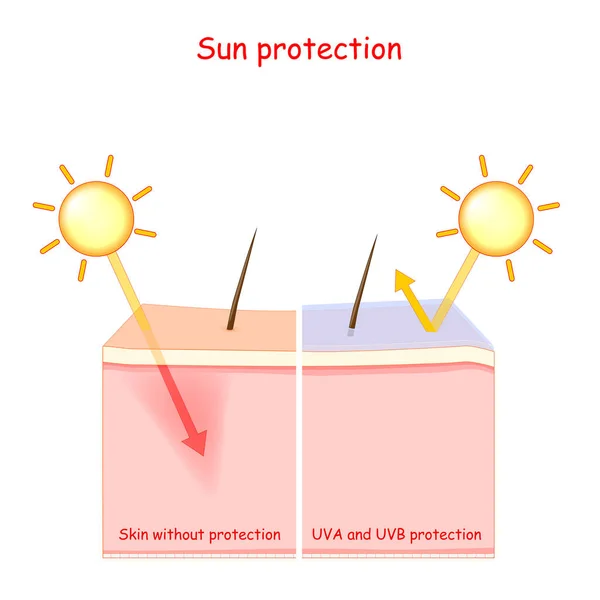 Strati Pelle Protezione Solare Lozione Raggi Uva Uvb Illustrazione Vettoriale — Vettoriale Stock
