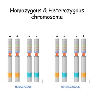 Homozigot Heterozigot kromozomu. Vektör çizimi. Poster