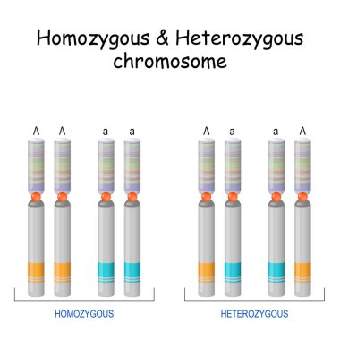 Homozygous Heterozygous chromosome. Vector illustration. Poster clipart