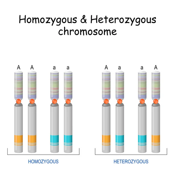 Homozygotyczny Heterozygotyczny Chromosom Ilustracja Wektora Plakat — Wektor stockowy