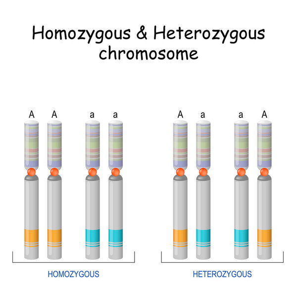 Homozygous Heterozygous chromosome. Vector illustration. Poster
