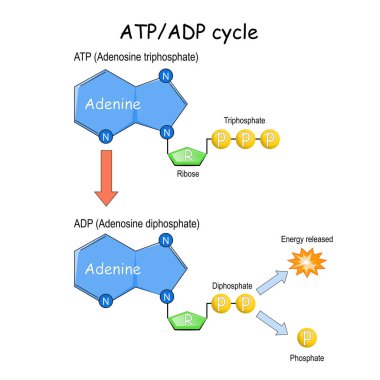 ATP ADP döngüsü. Vektör çizimi. Poster